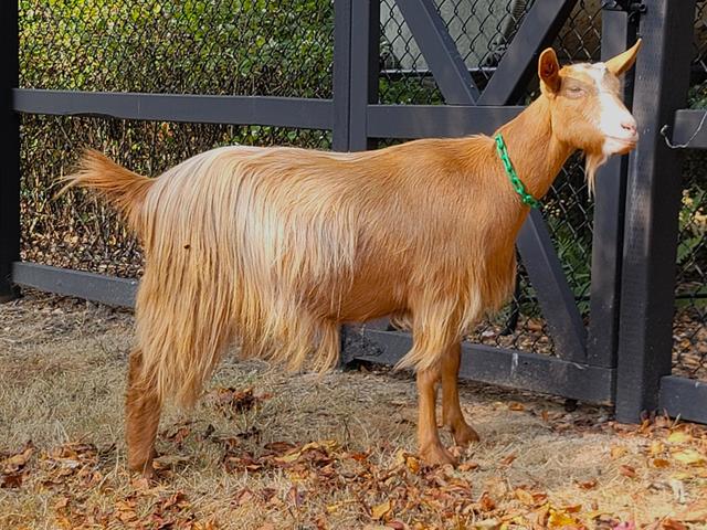 Golden Guernsey goat