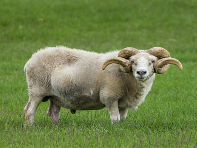 Greenlandic sheep