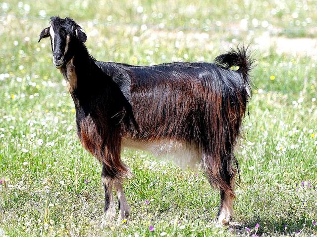Guadarrama goat