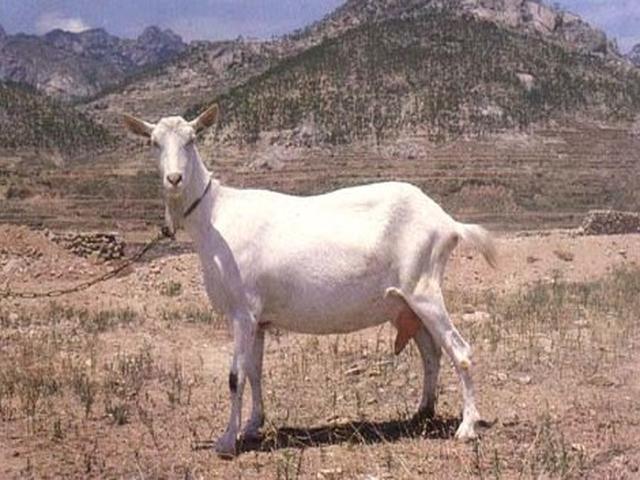 Guanzhong goats