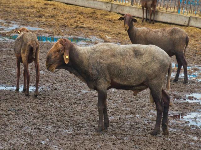 Guirra sheep