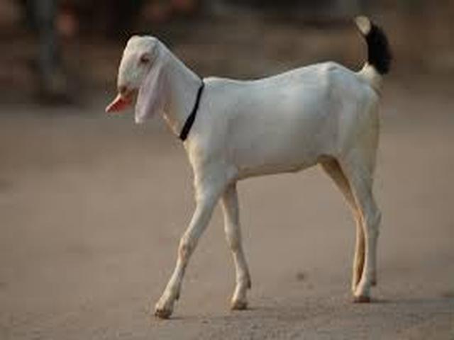 Gulabi goats