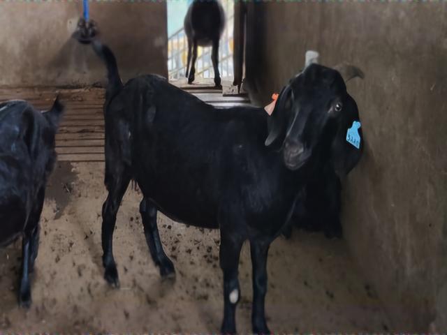 Hainan Black goat