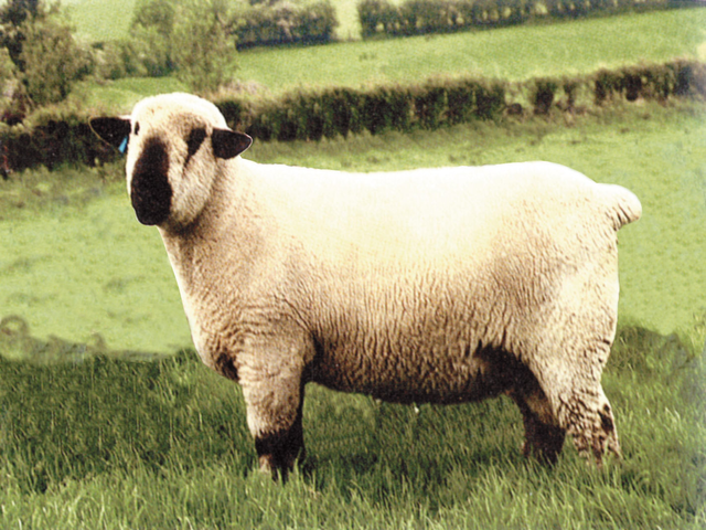 Hampshire sheep
