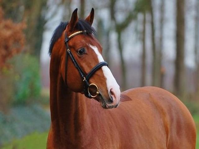 Hanoverian