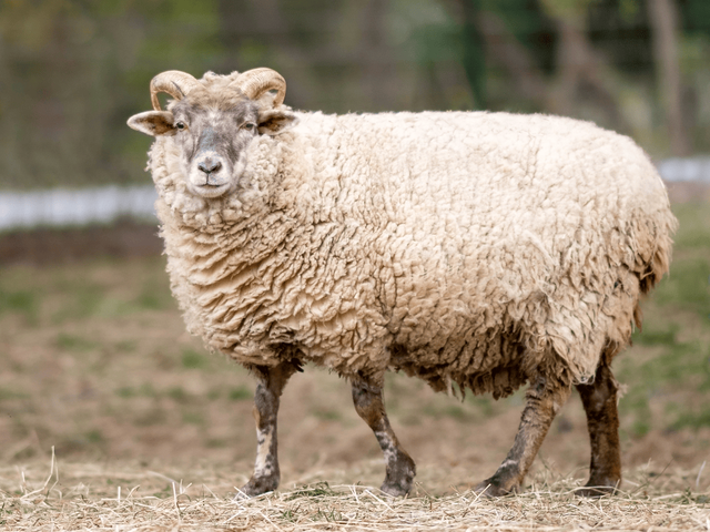 Hog Island sheep