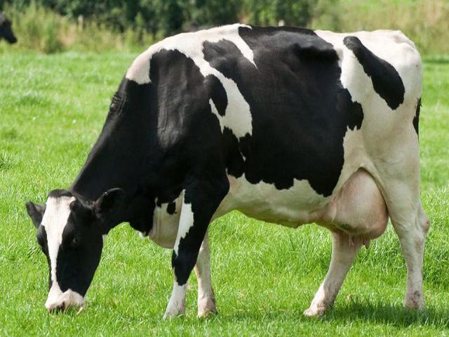 Holstein breed