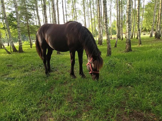 Hucul pony