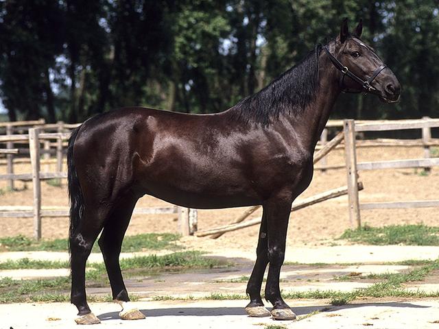 Hungarian horse breed