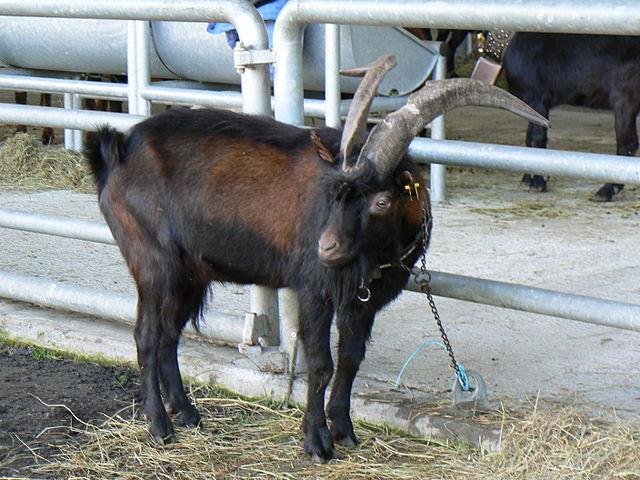 Italian Alpine goat