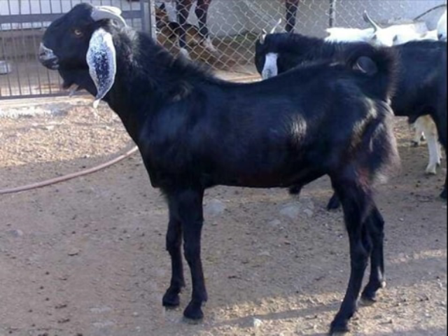 Jakhrana goats