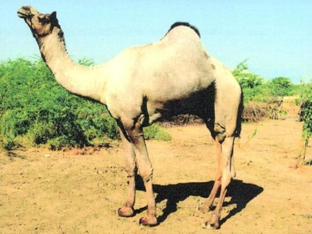 Jalori camel