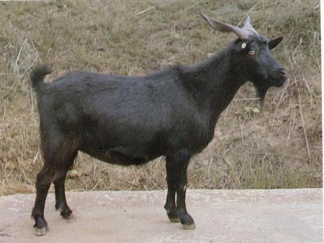 Jianchang Black goat