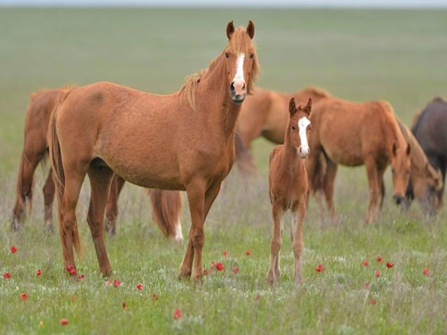 Kalmyk horse