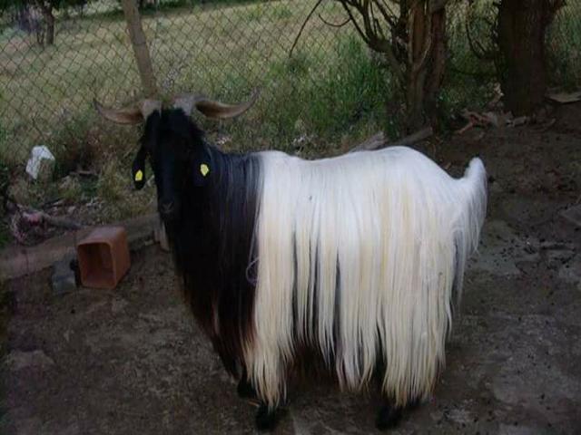 Kalofer long-haired goats