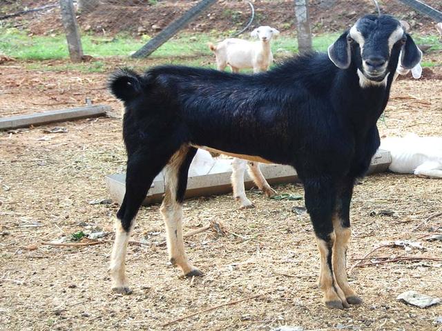 Kanni Adu goat