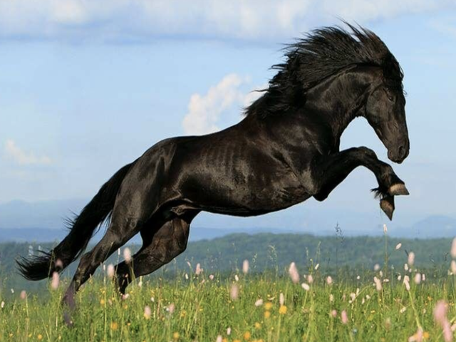 Karachay horse