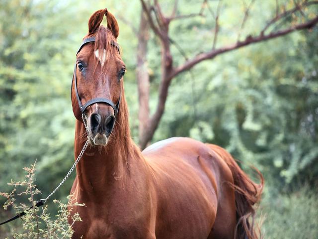 Kathiawari horse