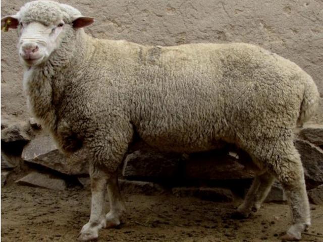 Kazakh fine-fleeced sheep