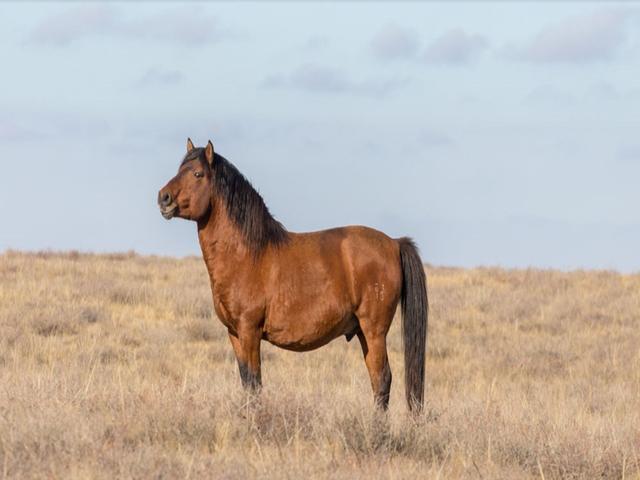Kazakh horse