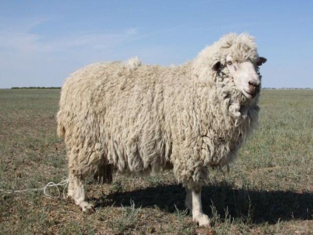 Kazakh meat-wool sheep