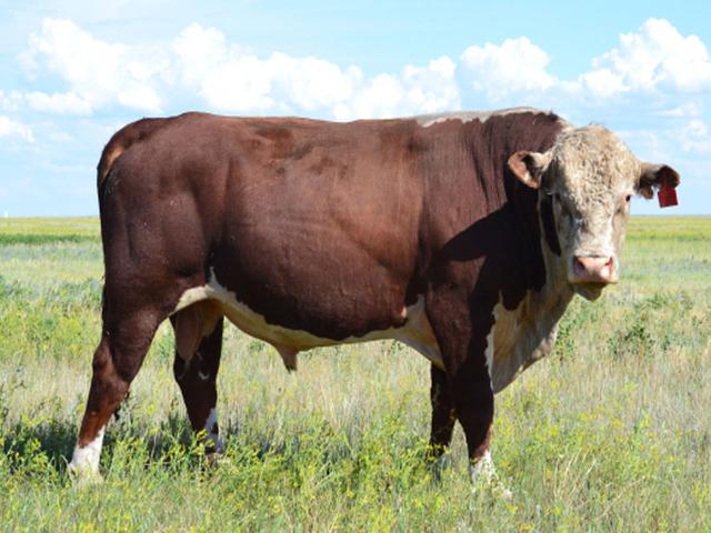 Kazakh White-headed cow
