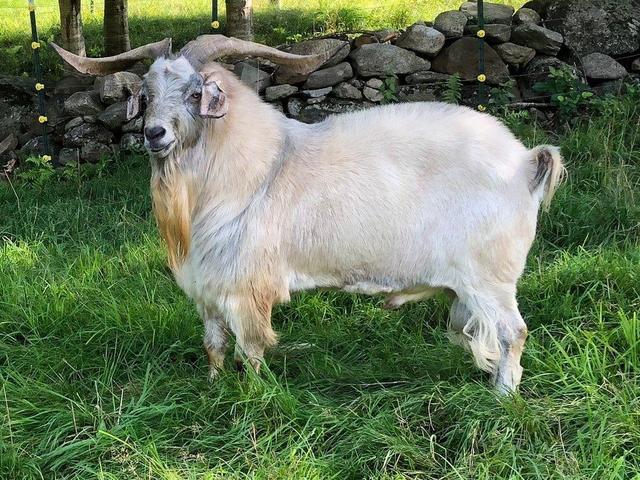 Kiko goats