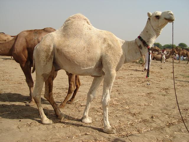 Kohi camel