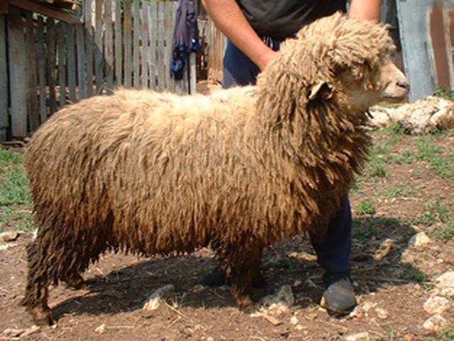 Krivi Vir sheep