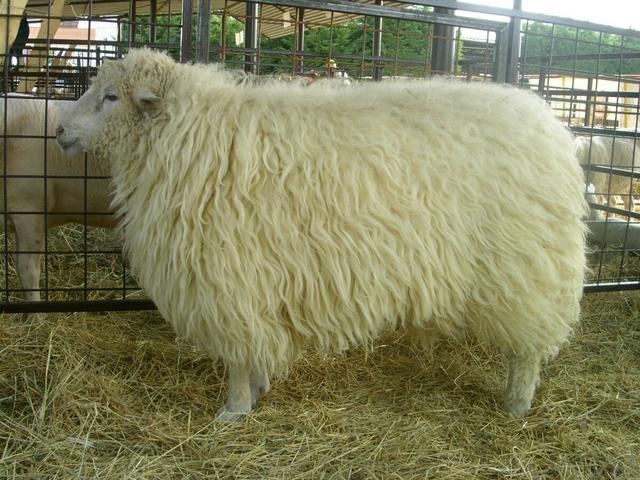 Kuchugury sheep