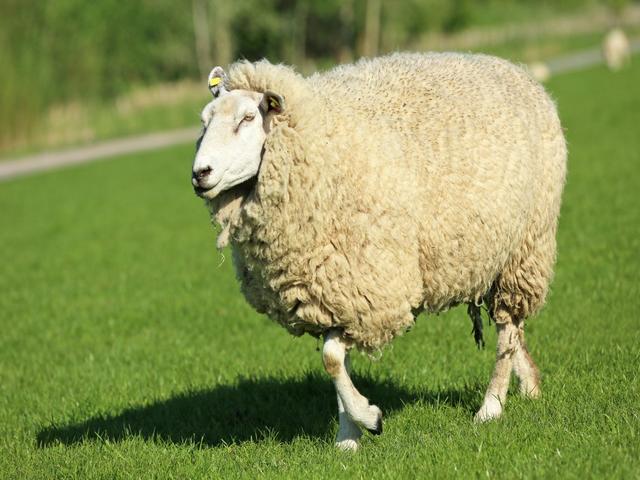Kuibyshev sheep