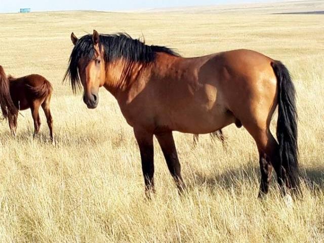 Kushum Horse