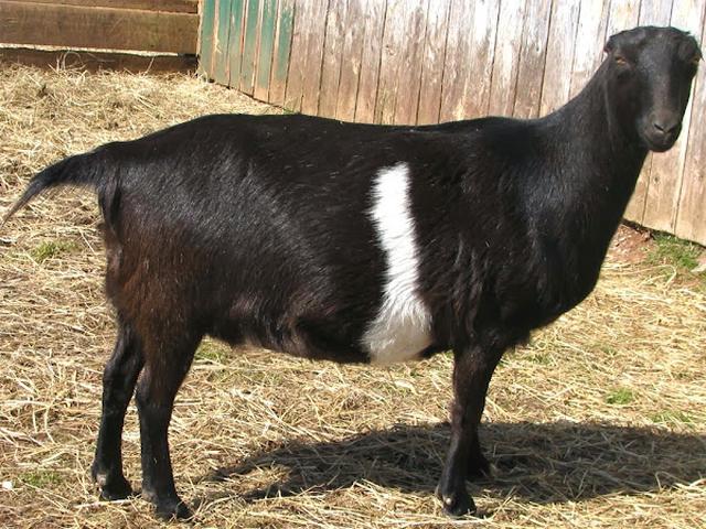 LaMancha goats