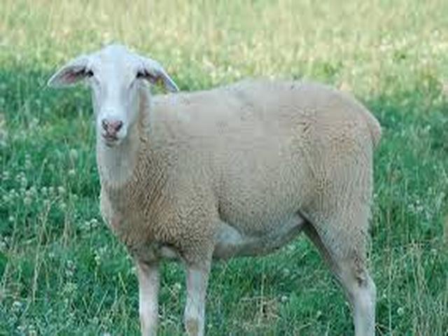 Lacaune sheep
