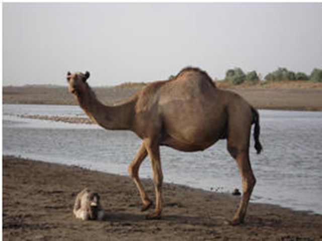 Lahwee camel