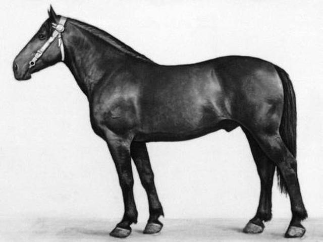 Latvian horse