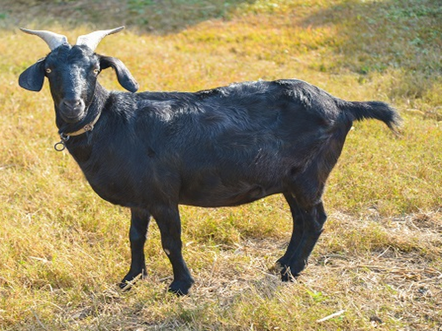 Leizhou goats