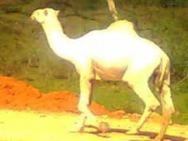 Liben camel