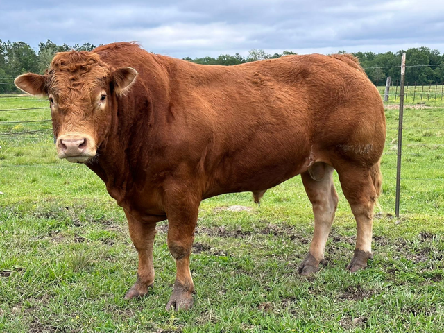 Limousin-Kuh