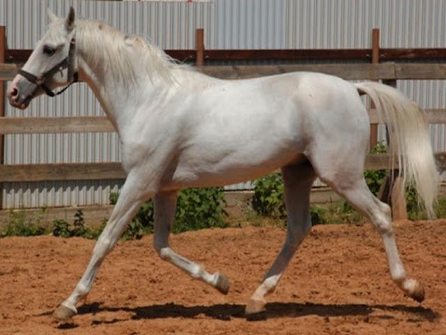 Lokai horse