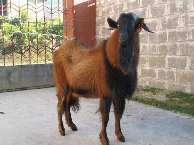 Longling Yellow goat