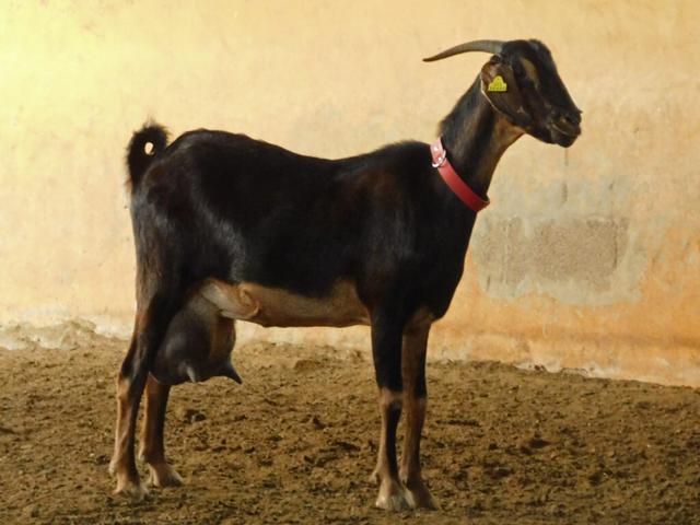 Majorera goats