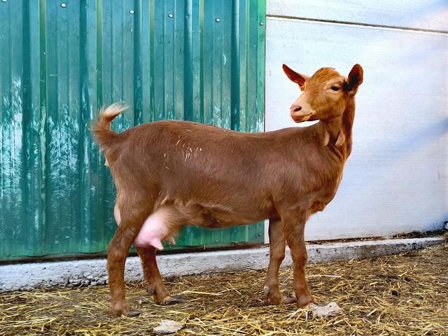 Malagueña goats