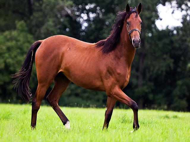 Malopolski horse