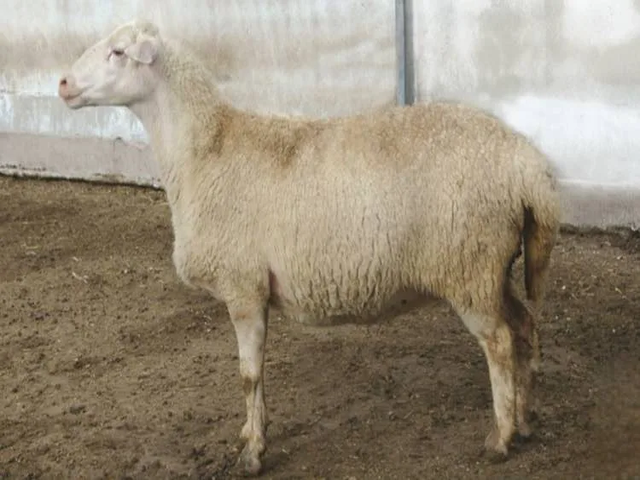 Malya sheep