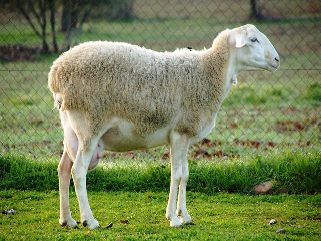 Manchega sheep