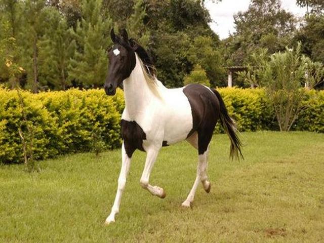 Mangalarga marchador