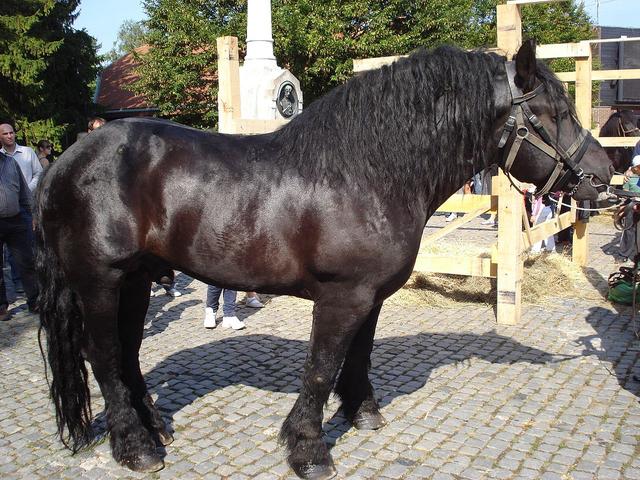 Međimurje horse