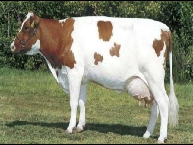 मास-रेन-इसेल
