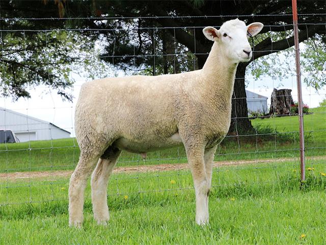 Montadale sheep